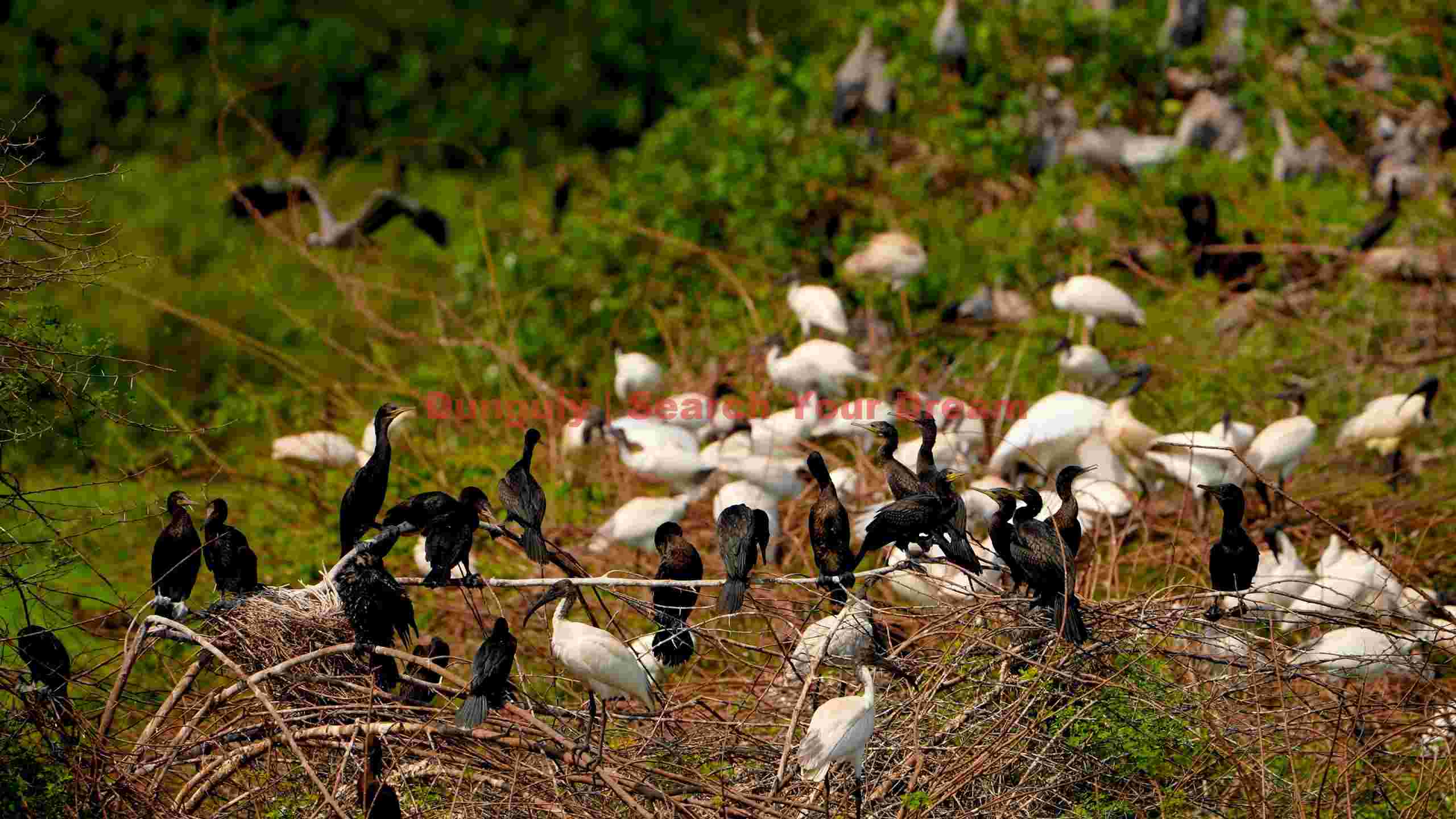 avian sanctuary cormorant and ibis colony avian sanctuary cormorant and ibis colony