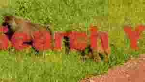 baboon family foraging in green grass
