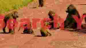 baboon family on a dusty savanna road