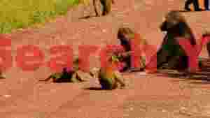 baboons foraging on a dusty safari road