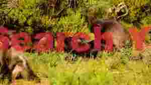 baboons resting and grooming in african bushveld