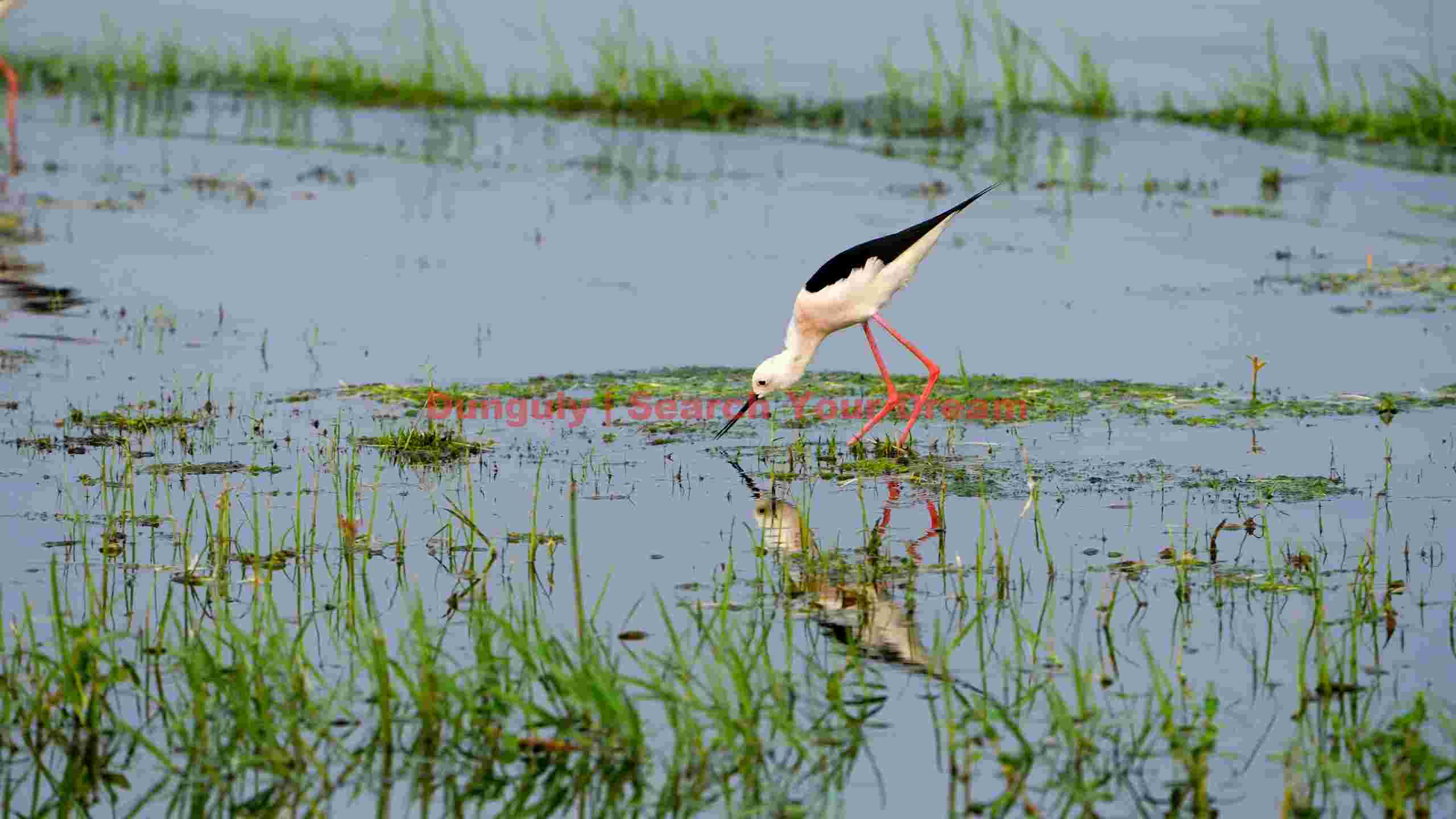 black winged stilt foraging in wetland black winged stilt foraging in wetland