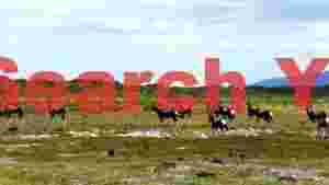 bontebok herd grazing in scenic south african landscape