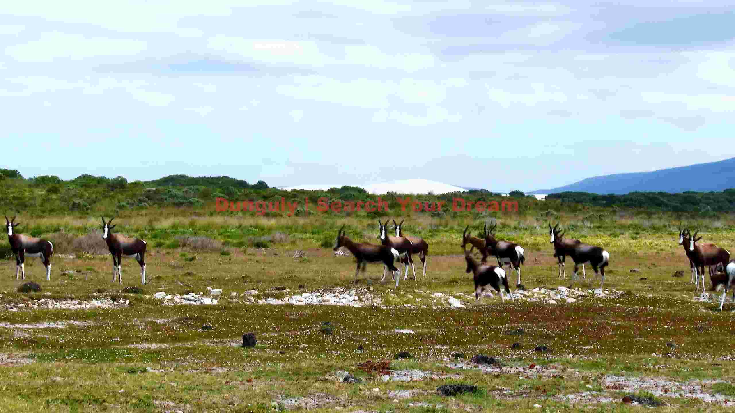 bontebok herd grazing in scenic south african landscape bontebok herd grazing in scenic south african landscape