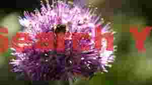 bumblebees delight on purple allium