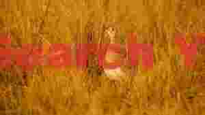 bustard camouflage in golden savanna grass