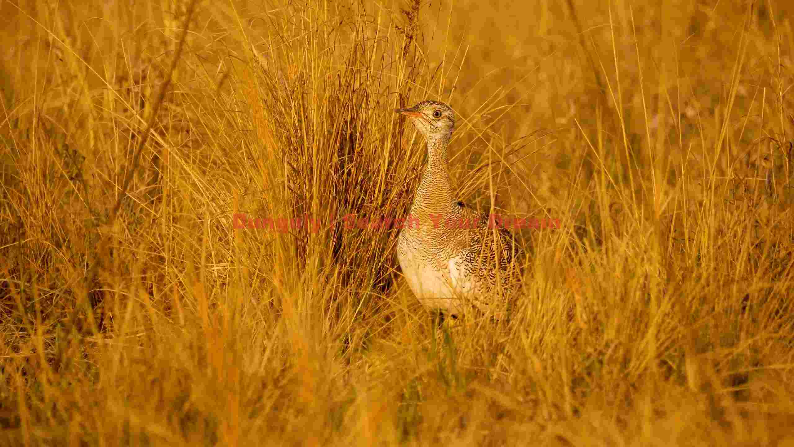 bustard camouflage in golden savanna grass bustard camouflage in golden savanna grass