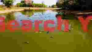caiman congregation in a sunlit wetland pond