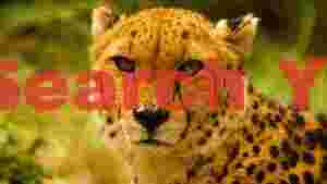 captivating cheetah stare