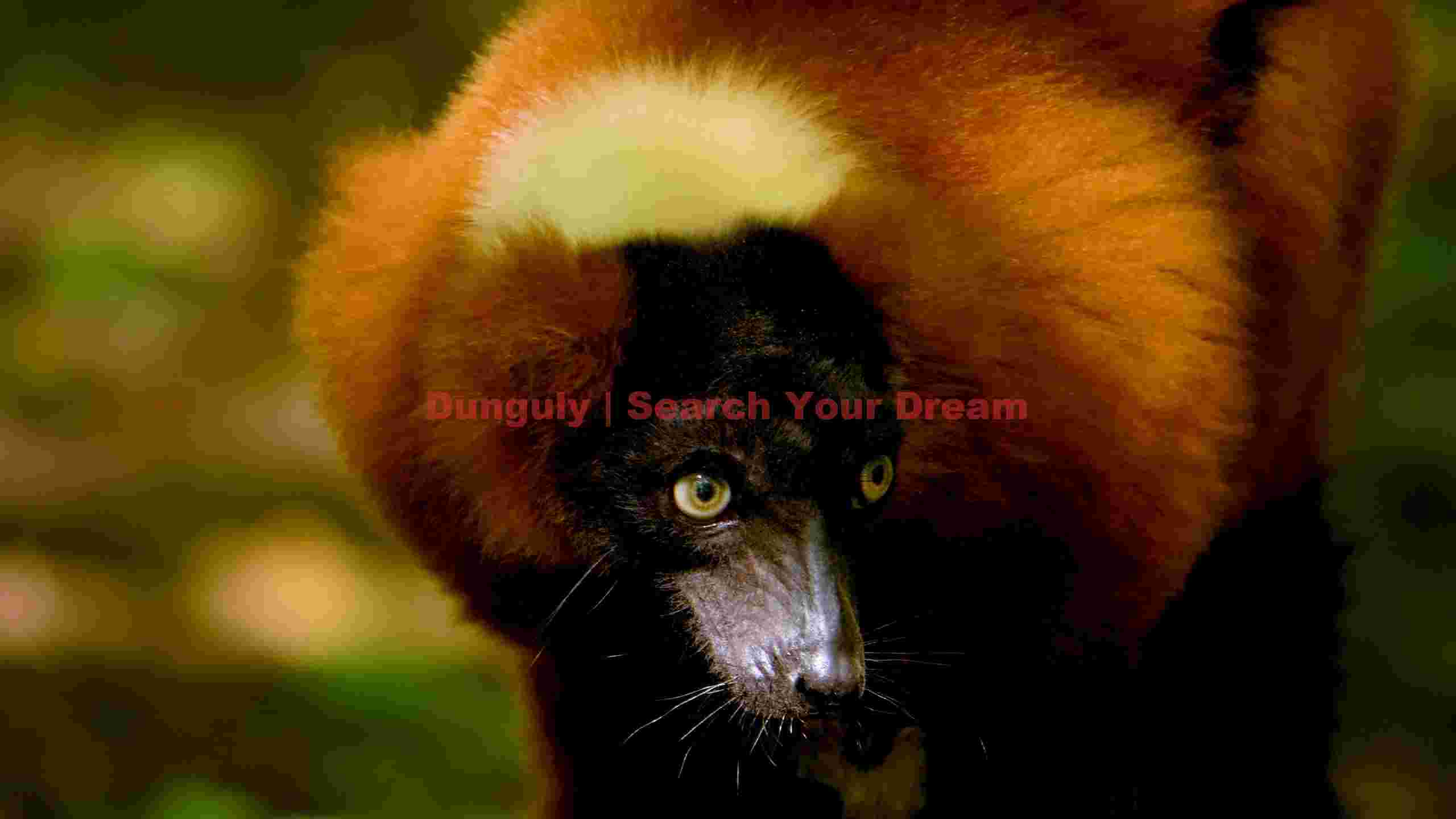captivating red ruffed lemur portrait captivating red ruffed lemur portrait