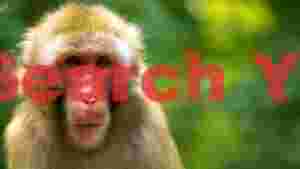 captivating rhesus macaque portrait