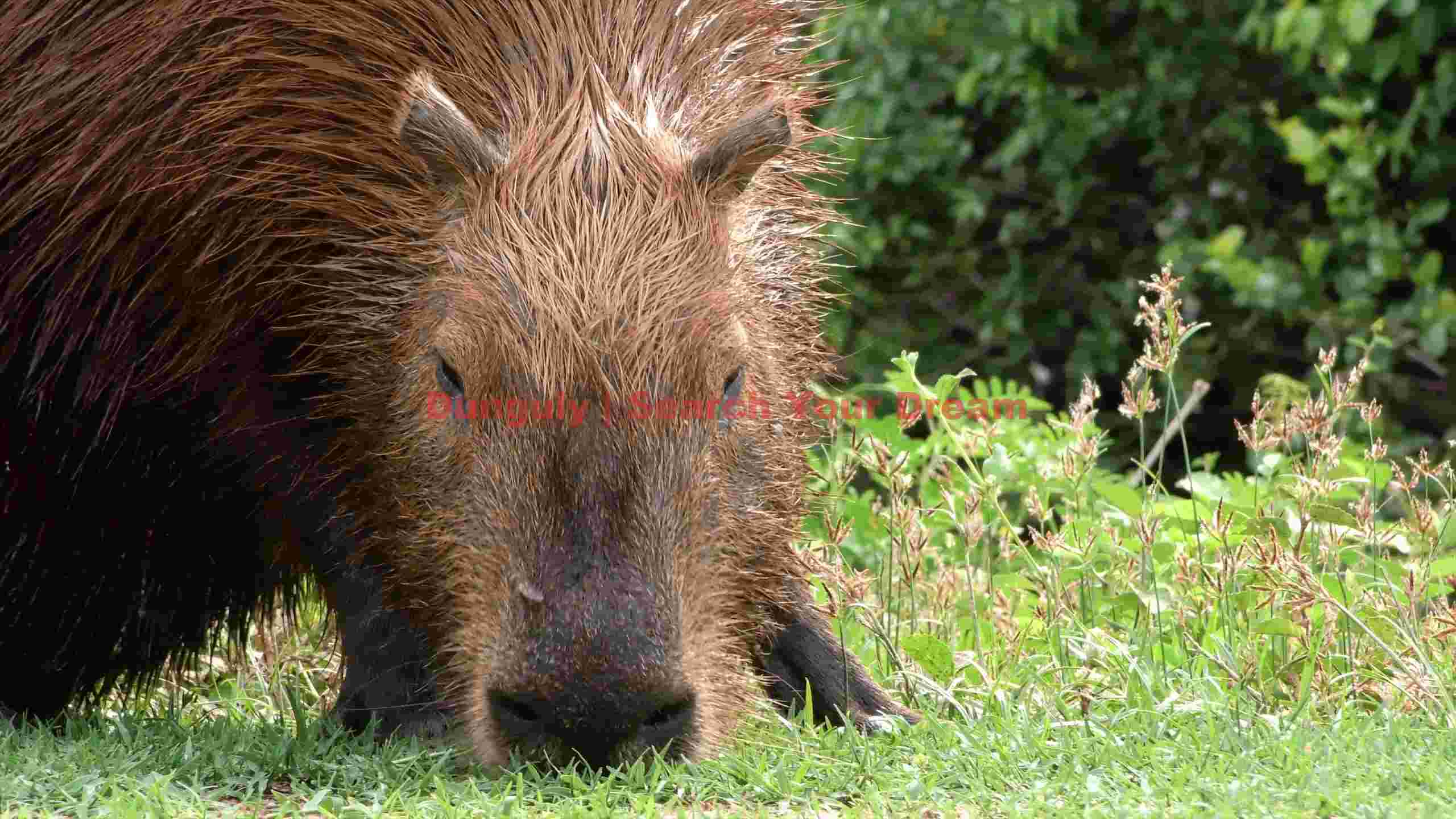 capybara resting in green foliage capybara resting in green foliage