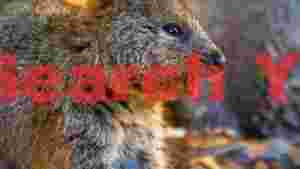 charming quokka close up in warm light