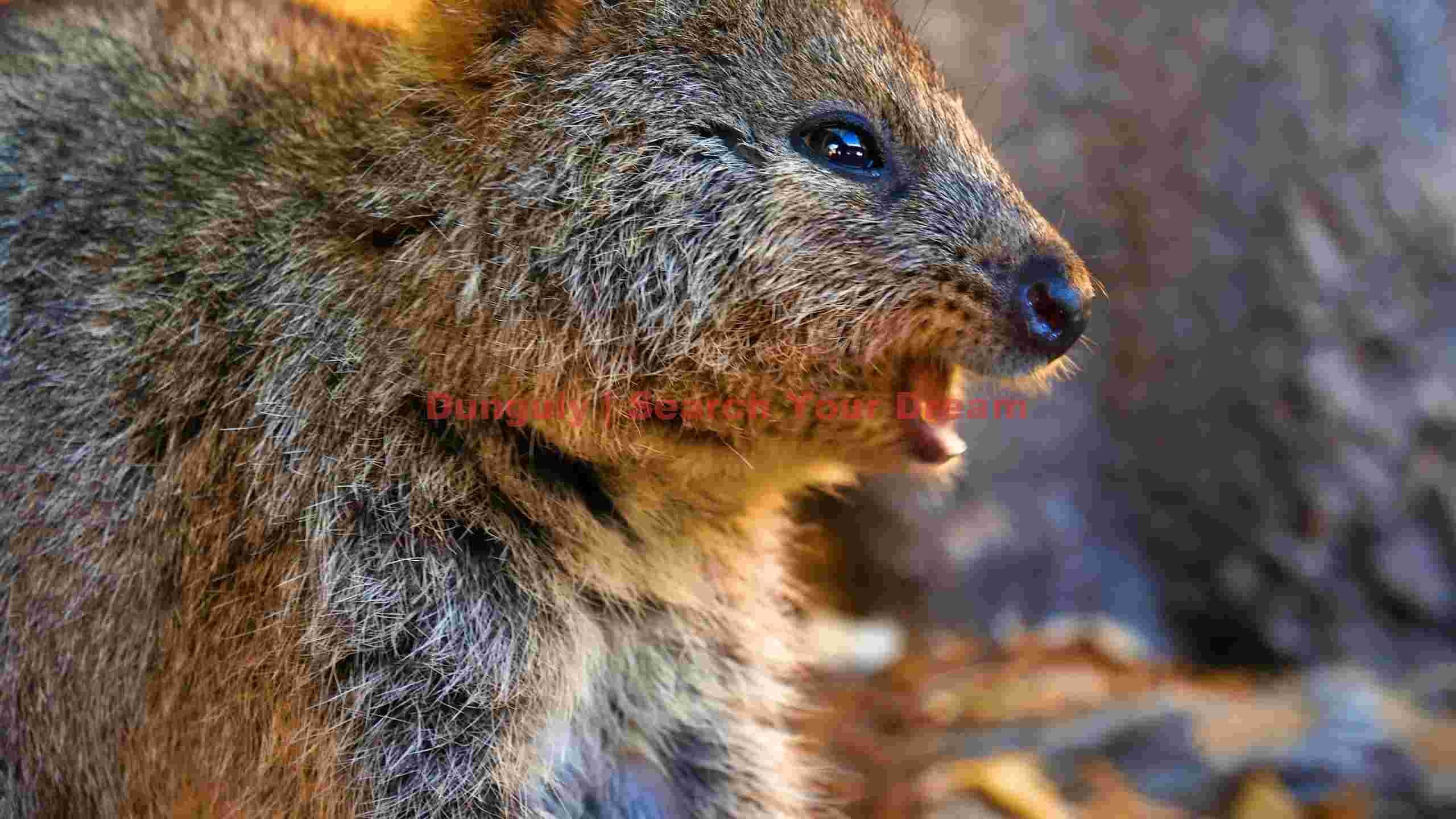charming quokka close up in warm light charming quokka close up in warm light