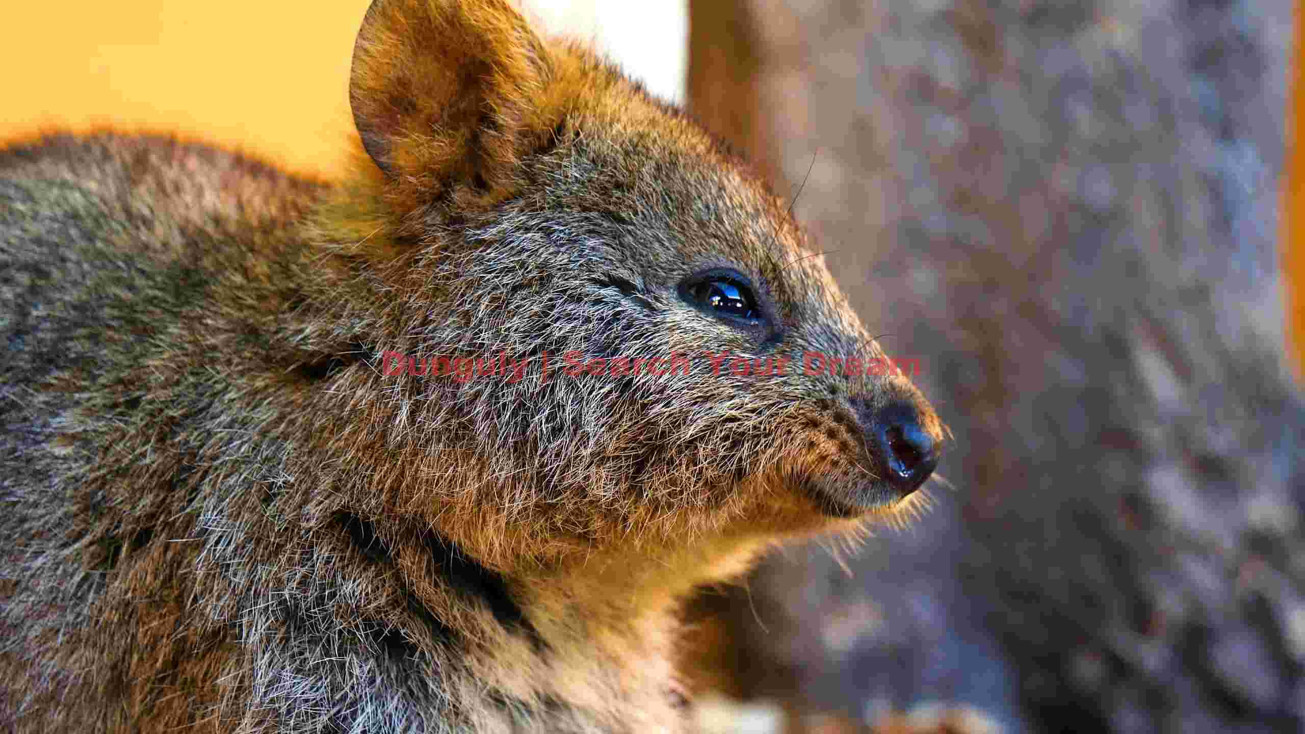 charming quokka portrait in golden sunlight charming quokka portrait in golden sunlight