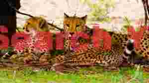 cheetah family resting in the african savanna