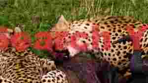 cheetahs feasting in the savanna