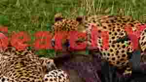 cheetahs at the kill a wild feast