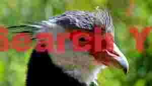 crimson gaze portrait of a striking exotic bird