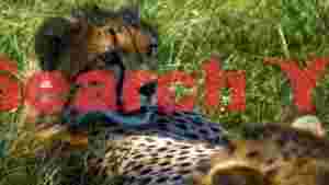 curious cheetah cub in golden grass