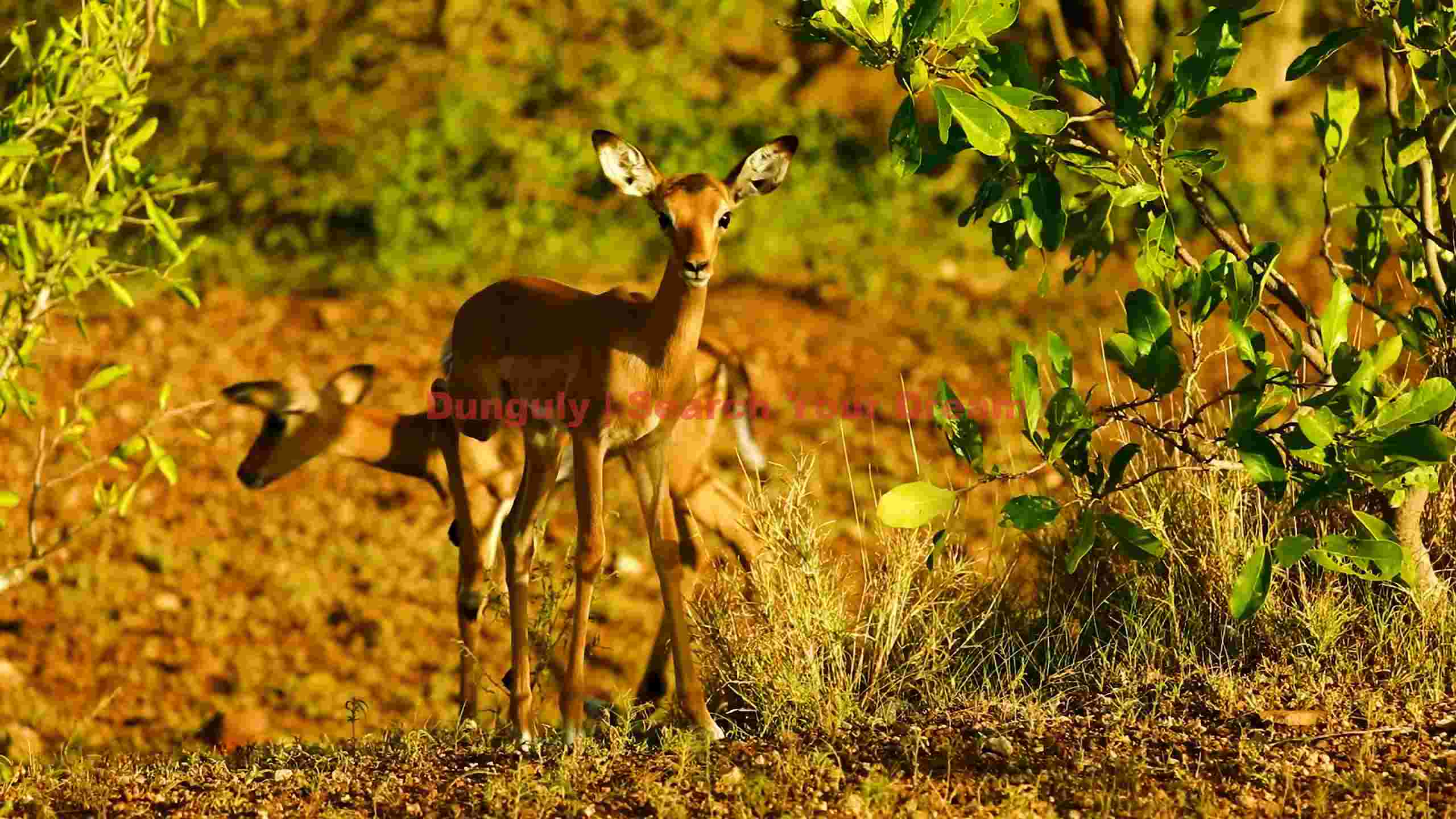 curious impala in golden light curious impala in golden light