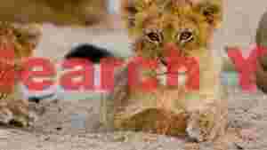 curious lion cubs gentle gaze