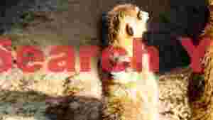 curious meerkat duo in golden sunlight
