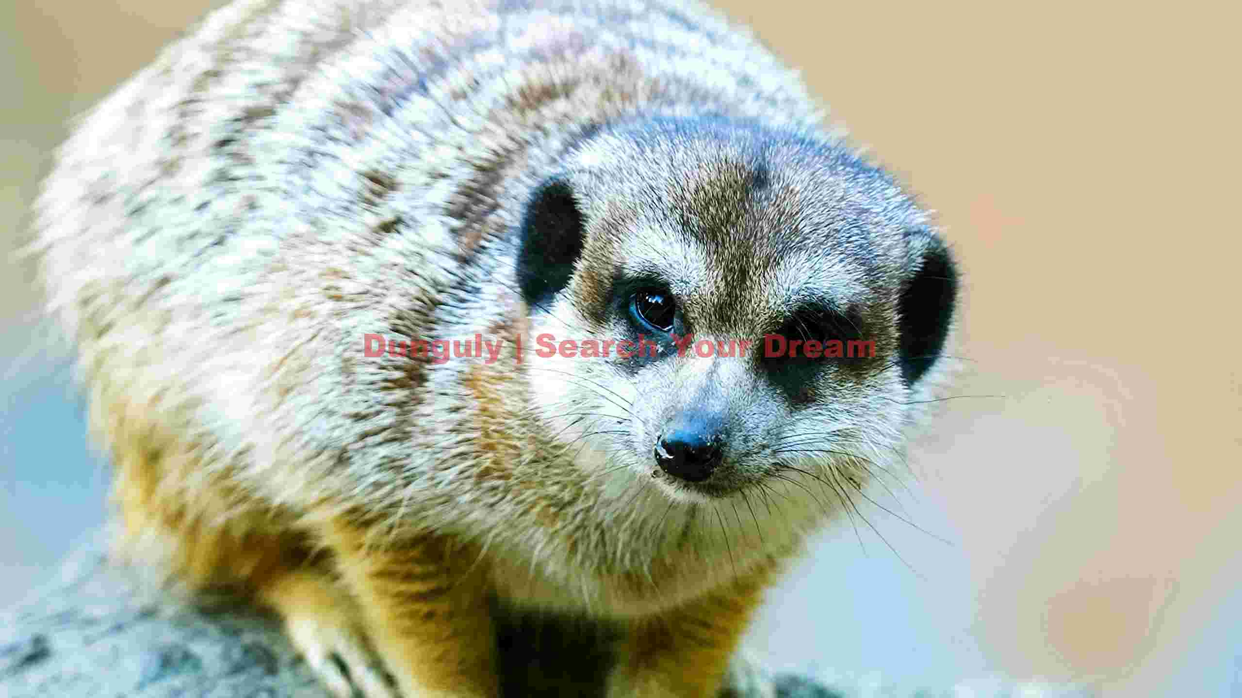 curious meerkat gaze close up curious meerkat gaze close up