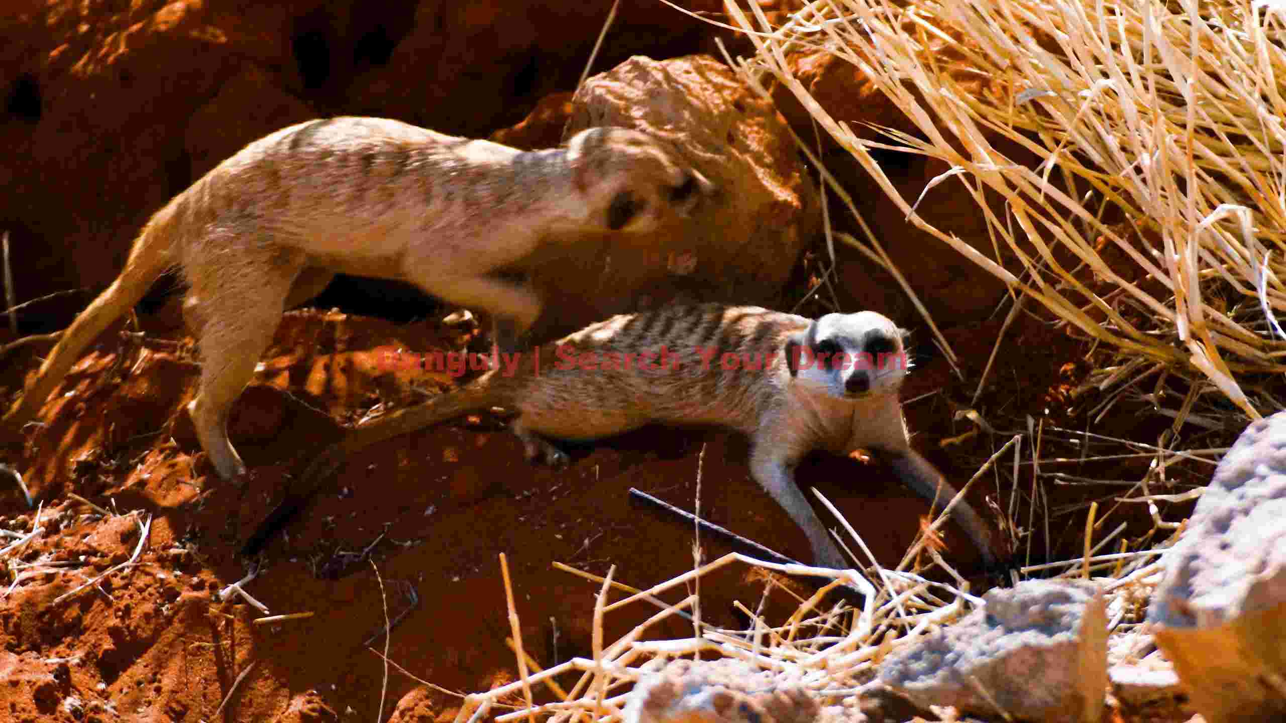 curious meerkats in the desert curious meerkats in the desert