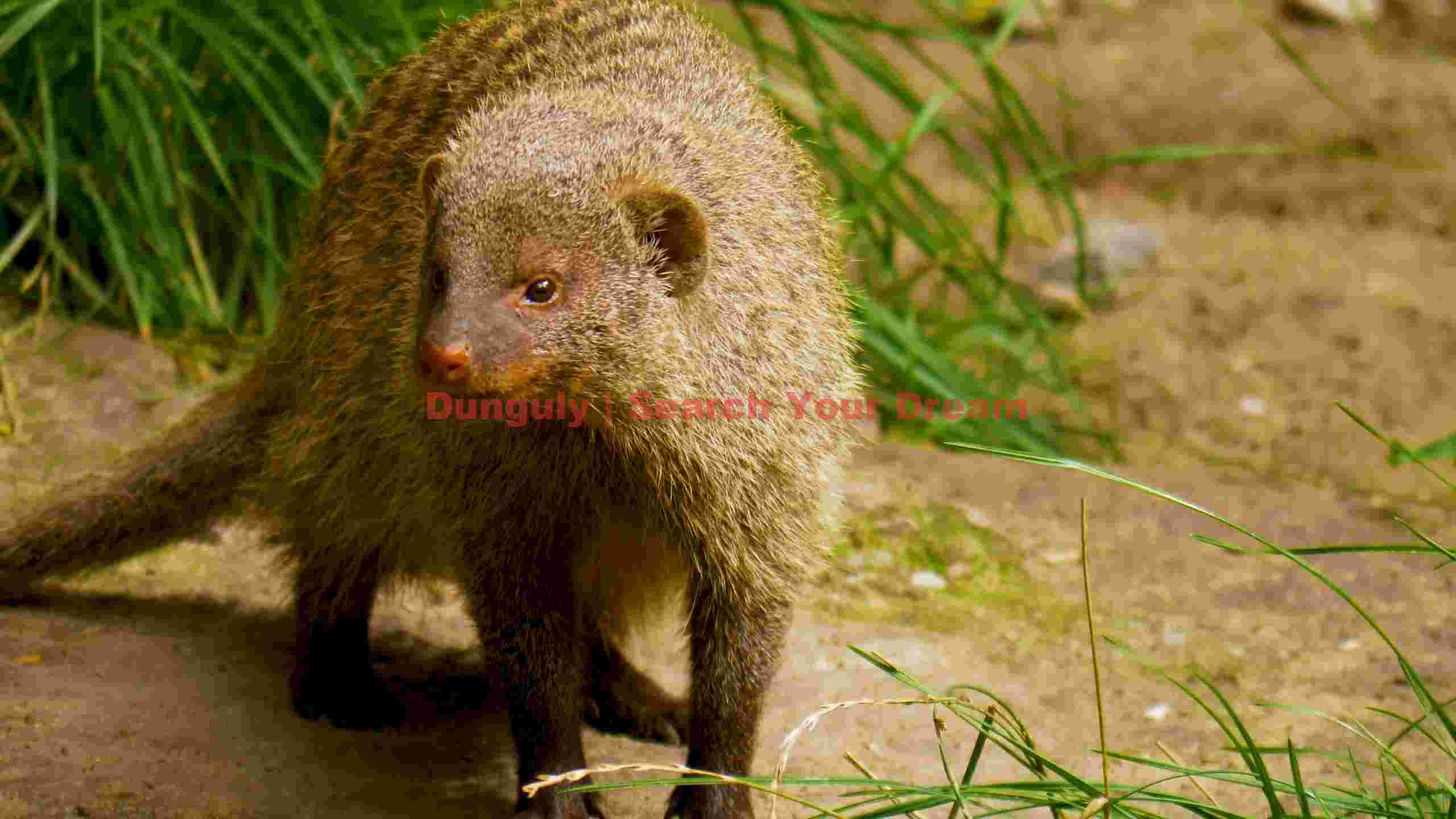 curious mongoose in natural habitat curious mongoose in natural habitat