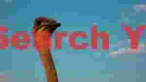 curious ostrich against blue sky