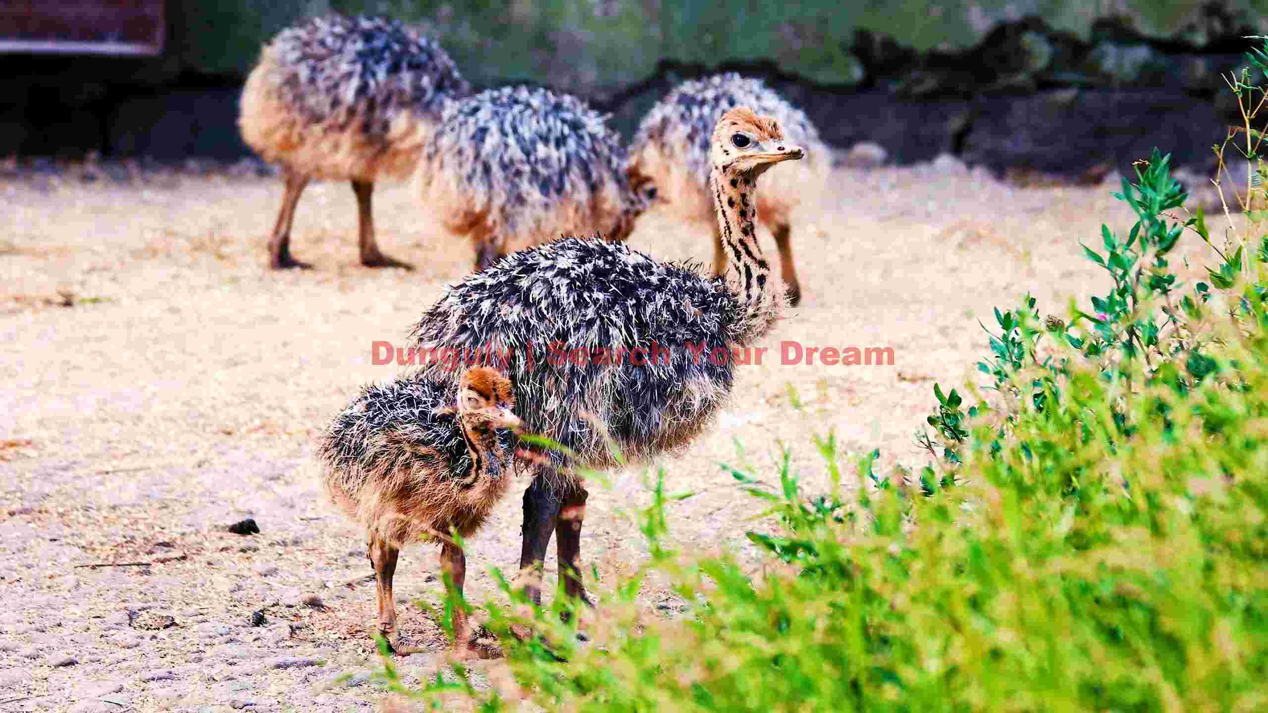 curious ostrich chicks in sunlight curious ostrich chicks in sunlight