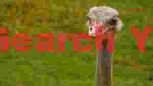 curious ostrich portrait in green