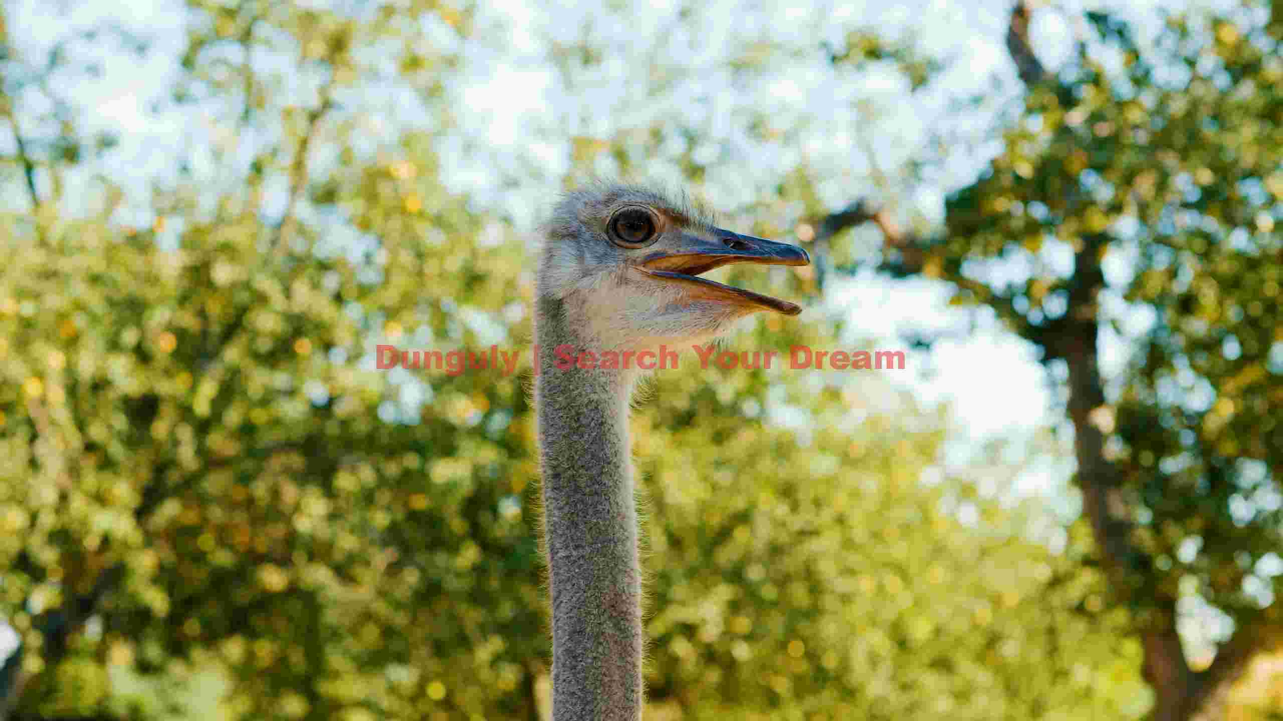 curious ostrich portrait in sunlight curious ostrich portrait in sunlight