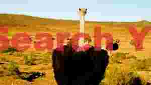 curious ostrich in arid savannah