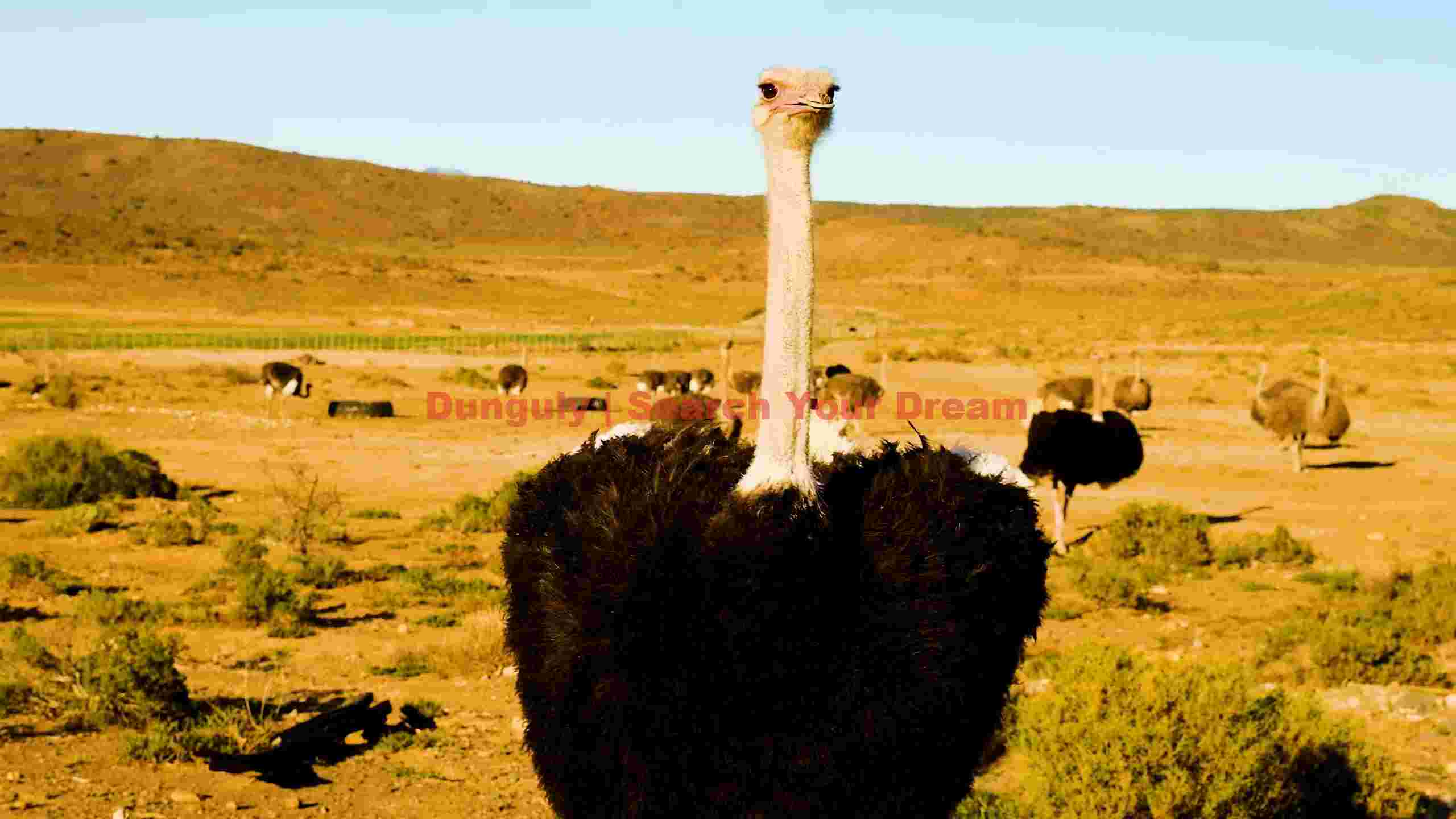 curious ostrich in arid savannah curious ostrich in arid savannah