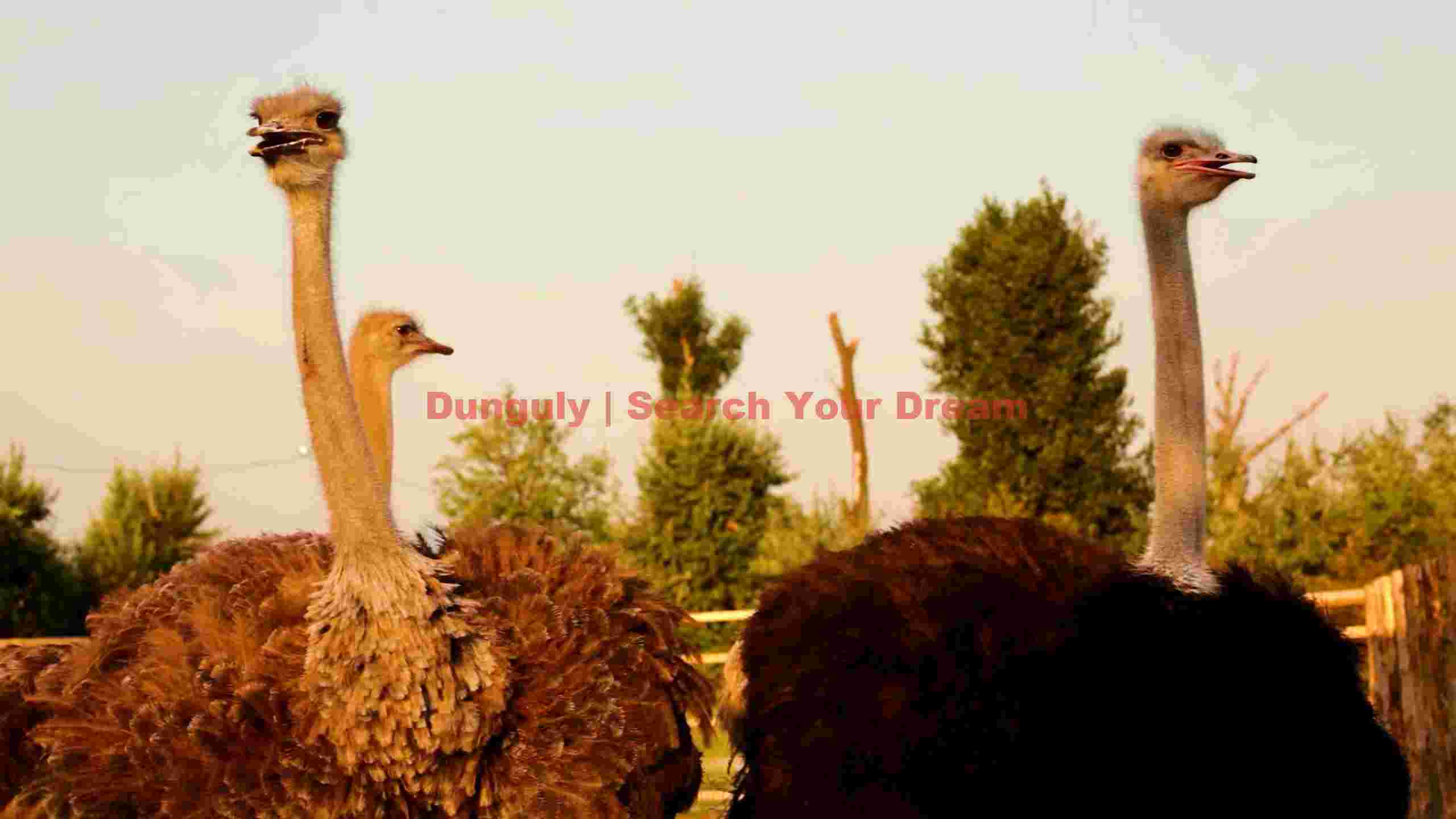 curious ostriches under golden sky curious ostriches under golden sky