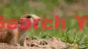 curious prairie dog emerging from burrow