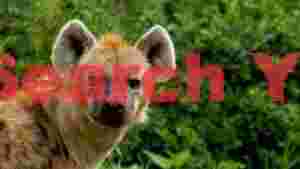 curious spotted hyena in green jungle