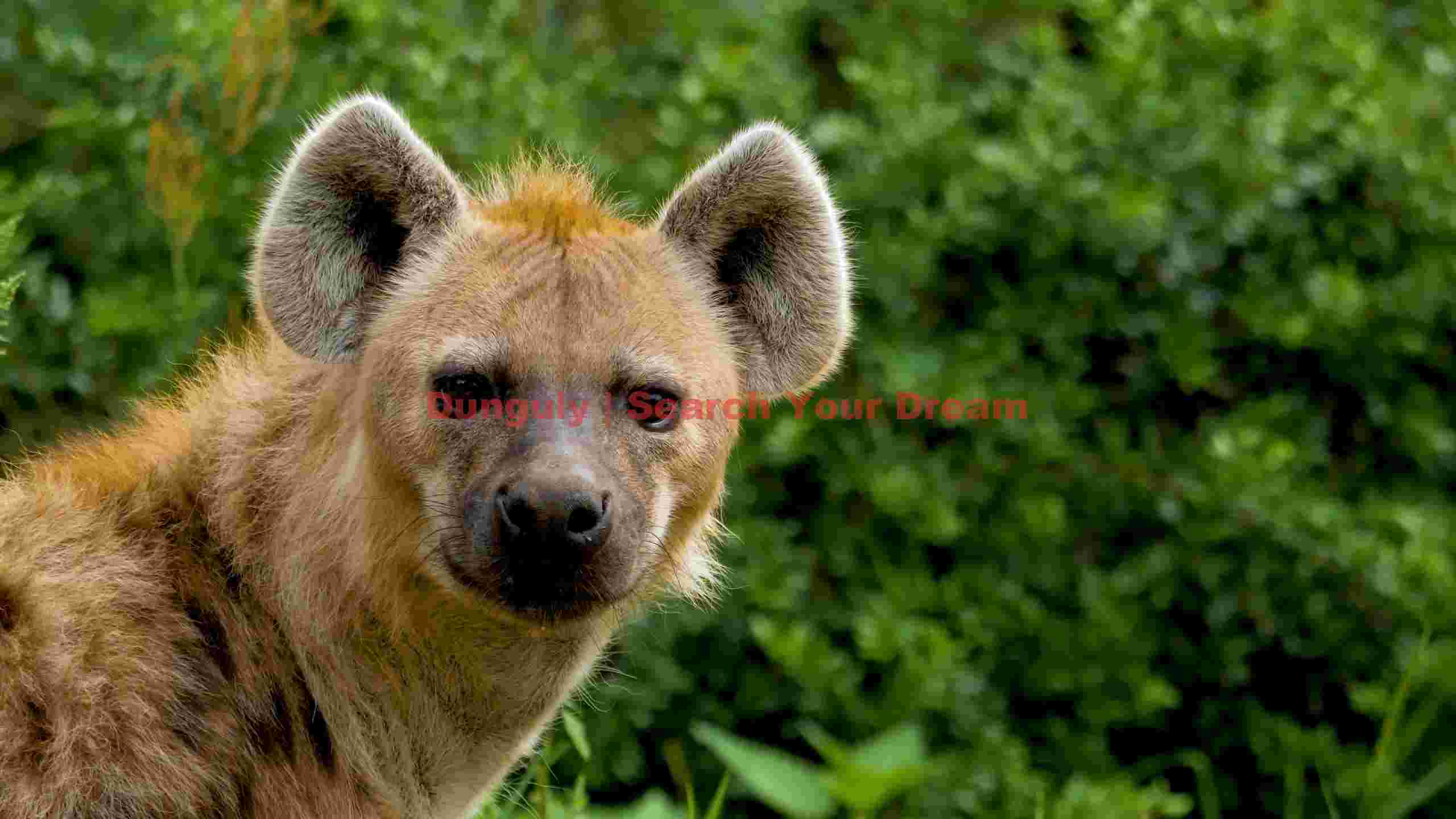 curious spotted hyena in green jungle curious spotted hyena in green jungle