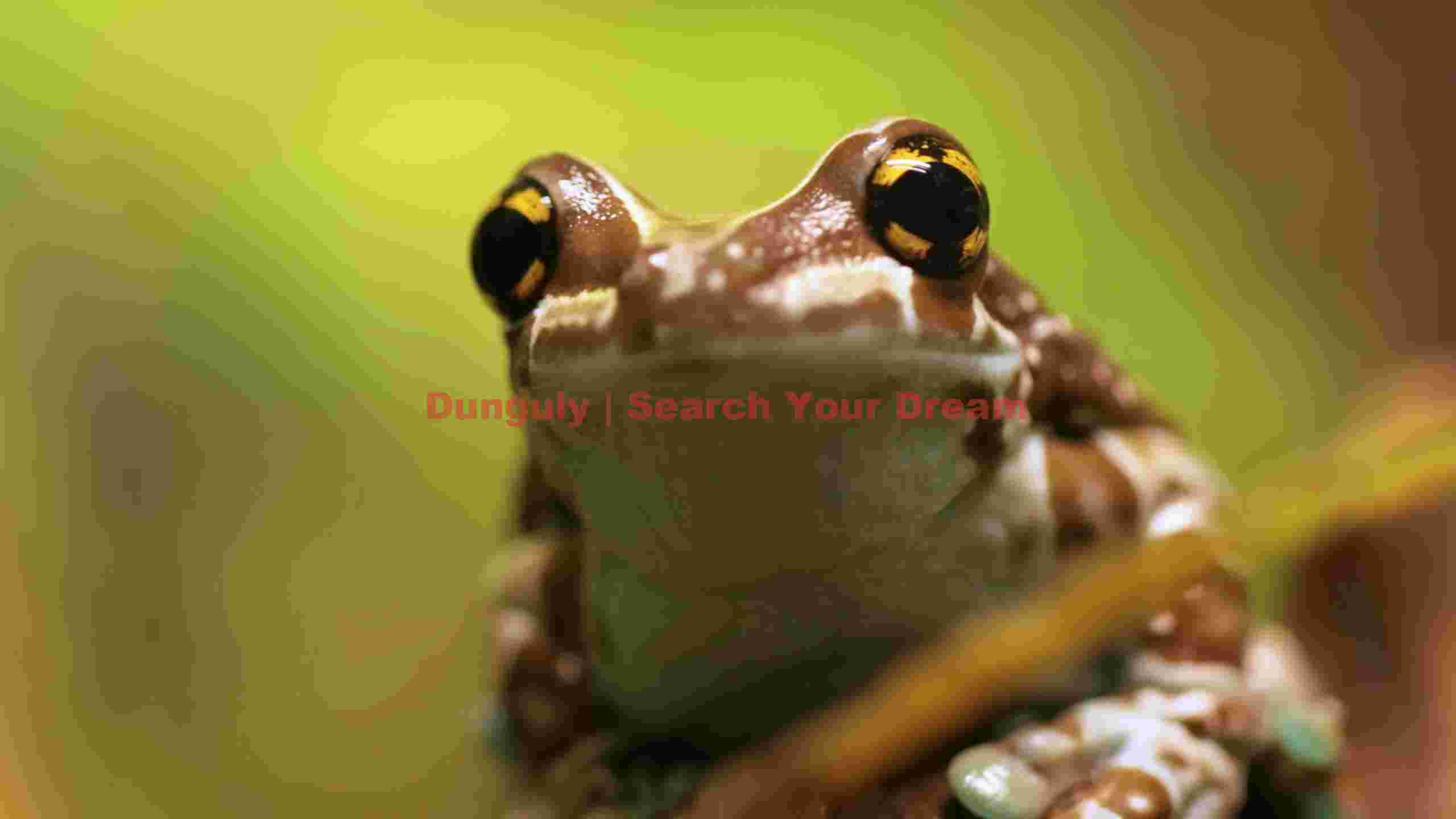 curious tree frog gaze curious tree frog gaze