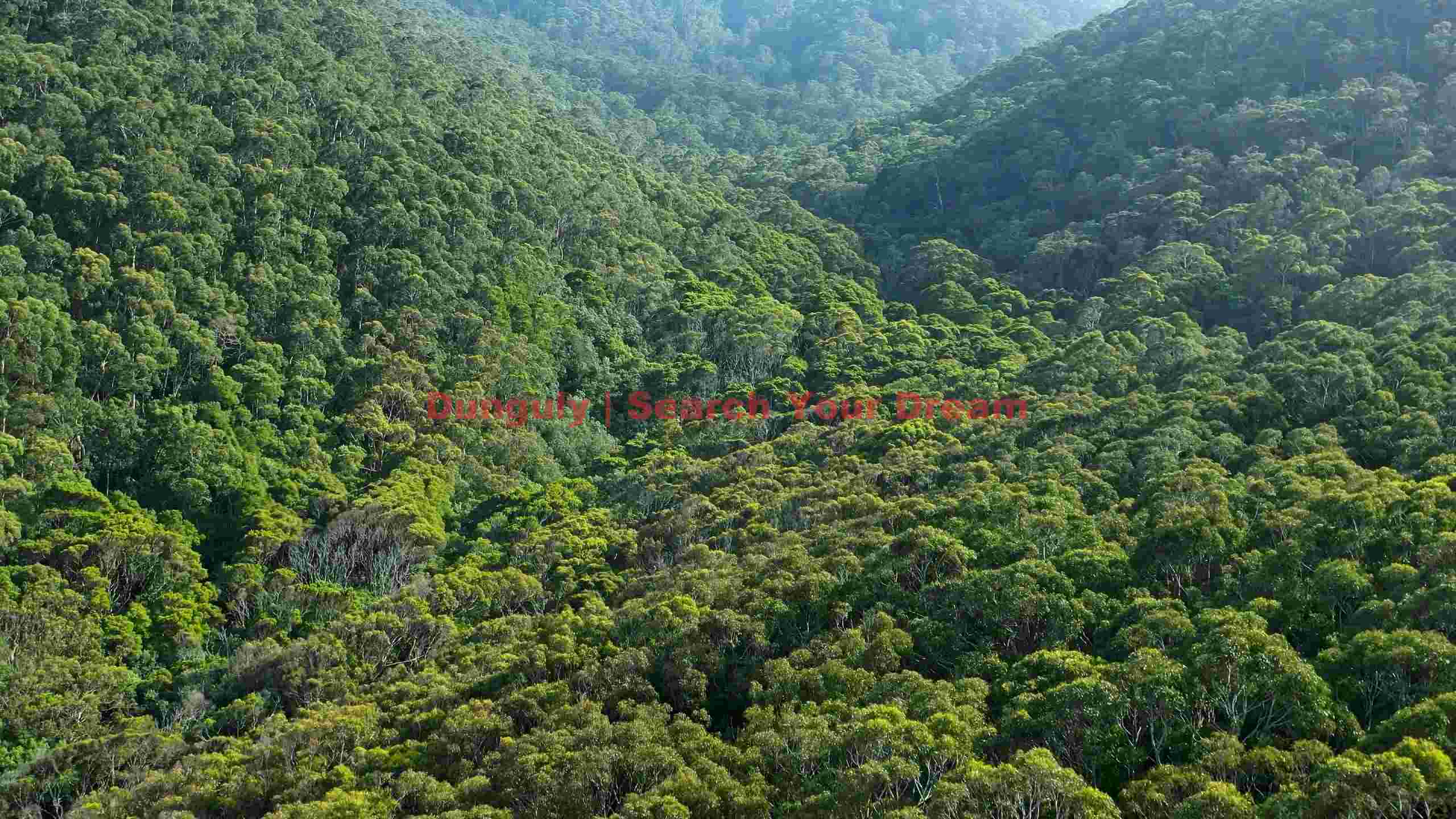 dense emerald forest valley dense emerald forest valley