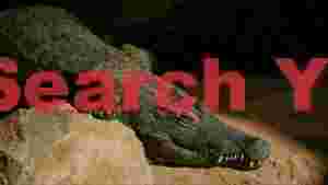 desert dwelling crocodiles in sunlight