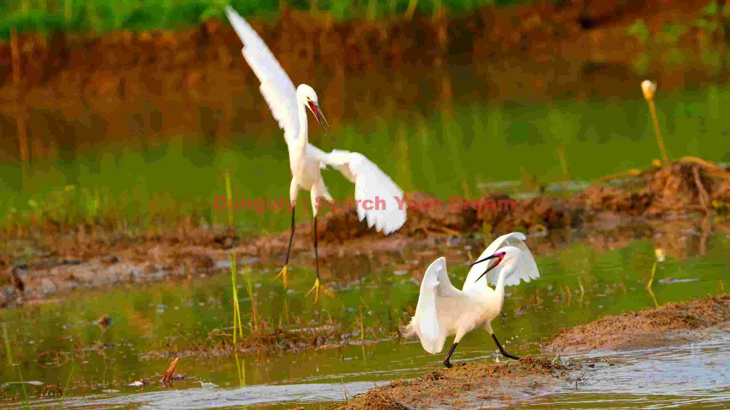 egrets lively dance in the wetland egrets lively dance in the wetland