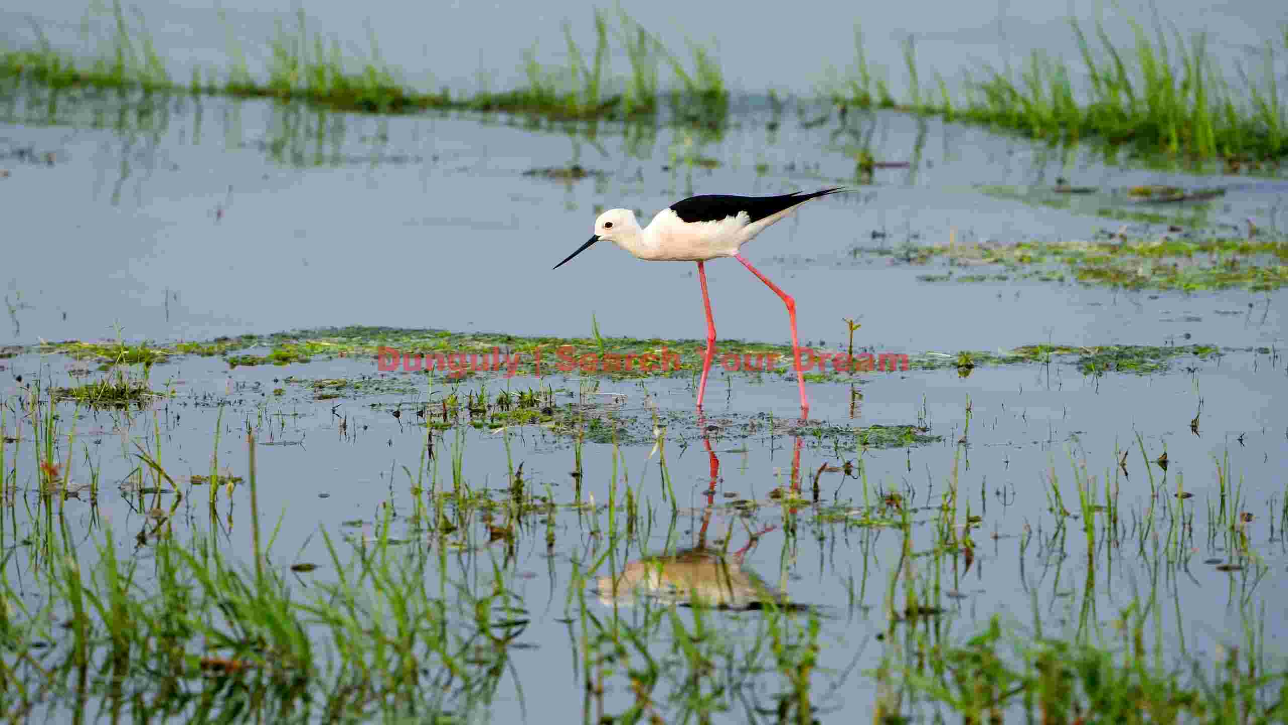 elegant black winged stilt in serene wetlands elegant black winged stilt in serene wetlands
