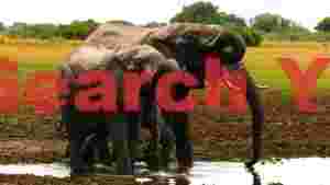 elephants quenching thirst