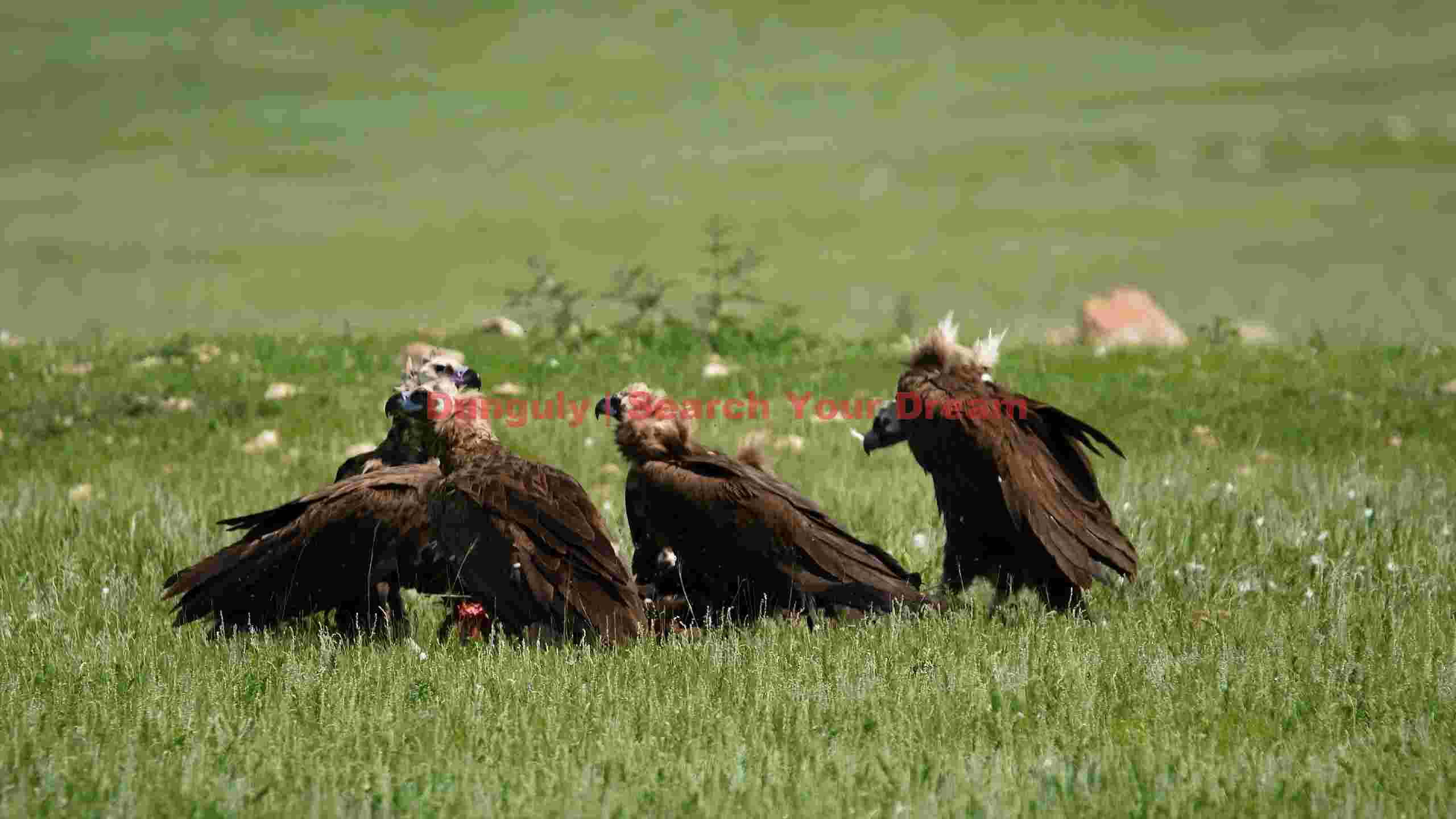 eurasian black vultures a gathering on the grasslands eurasian black vultures a gathering on the grasslands
