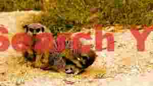family of meerkats with a baby meerkat