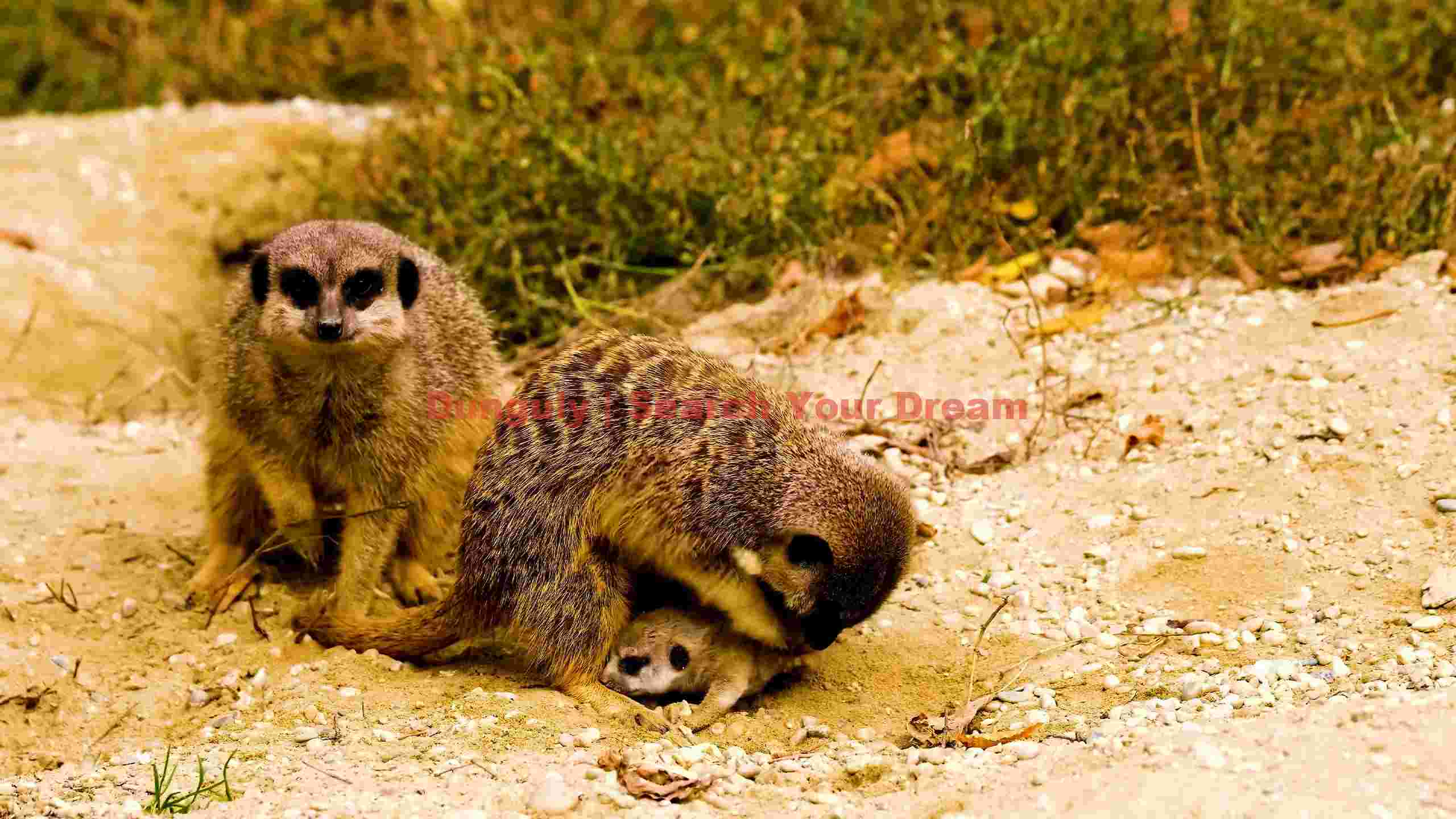 family of meerkats with a baby meerkat family of meerkats with a baby meerkat