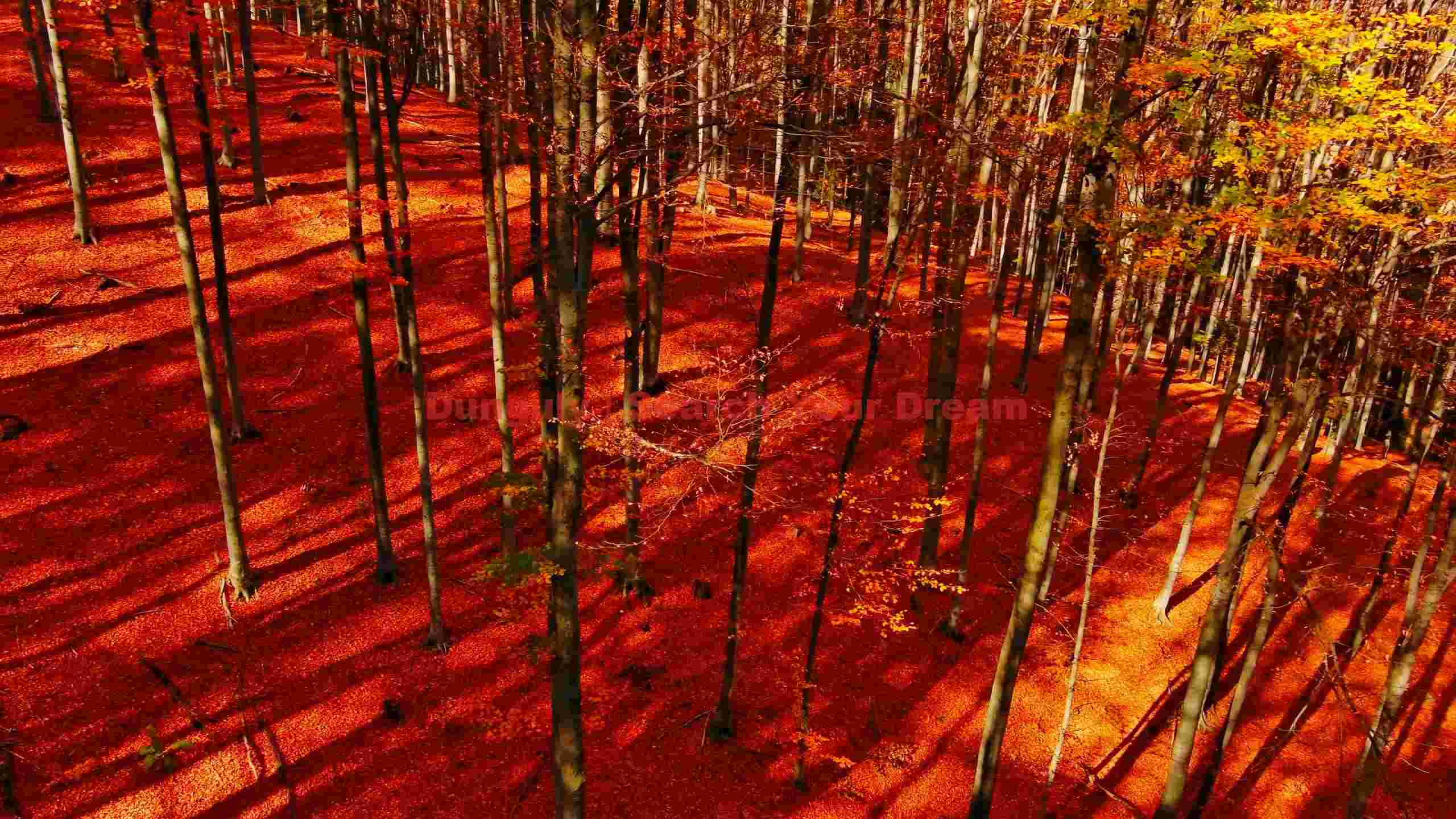 fiery autumn forest floor fiery autumn forest floor